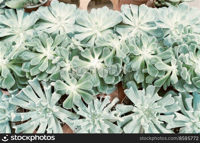 Tropical green background with succulent plants, top view, toned. Tropical green background