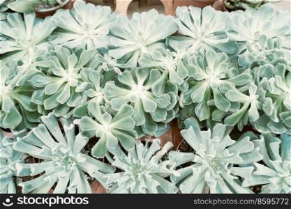 Tropical green background with succulent plants, top view, toned. Tropical green background