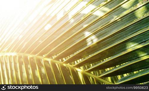 Tropical green coconut leaf texture background, Dark tone with sun rise.