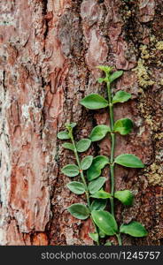 Tropical green creeper climbing plant on rough surface natural tree bark