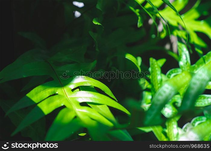 tropical green fern leaves with sun light low key