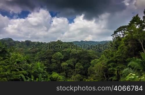 Tropical green forest with clouds and shadows on trees time lapse