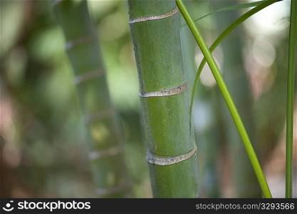 Tropical green jungle bamboo stalks
