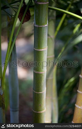 Tropical green jungle bamboo stalks