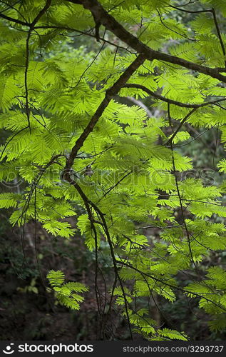 Tropical green jungle leaves