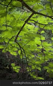 Tropical green jungle leaves