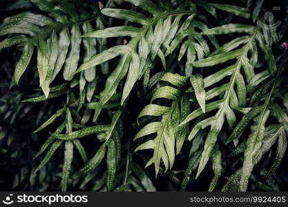 Tropical green leaf background, Dark tone theme.