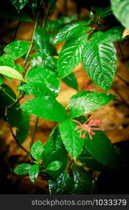 tropical green leaf. tropical rainforest