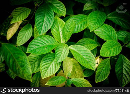 tropical green leaf. tropical rainforest