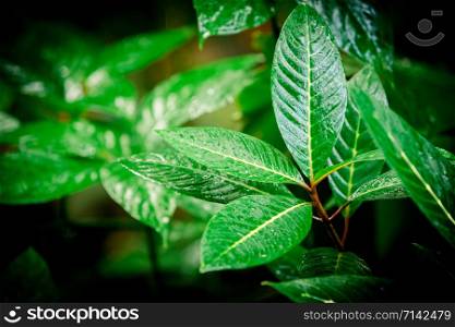 tropical green leaf. tropical rainforest