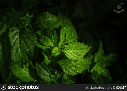 Tropical Green Leaf with the Morning Light in the Garden. Closeup Shot