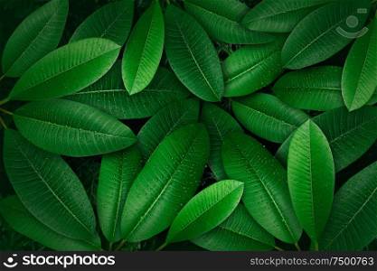Tropical green leaf with water drop, creative layout concept .