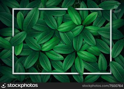 Tropical green leaf with water drop , creative paper card note layout concept .