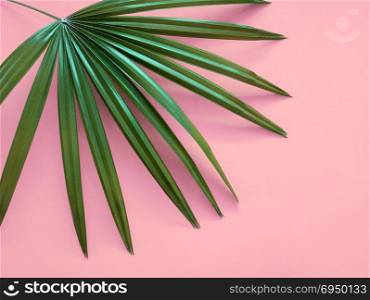 Tropical green leave on pink background. Minimal art design