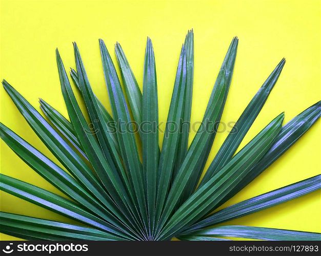Tropical green leave on yellow background. Minimal art design. Green leave on yellow background.