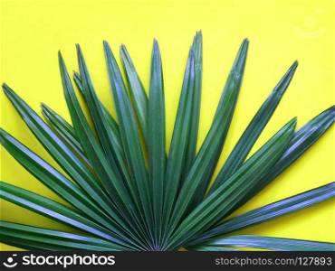 Tropical green leave on yellow background. Minimal art design. Green leave on yellow background.