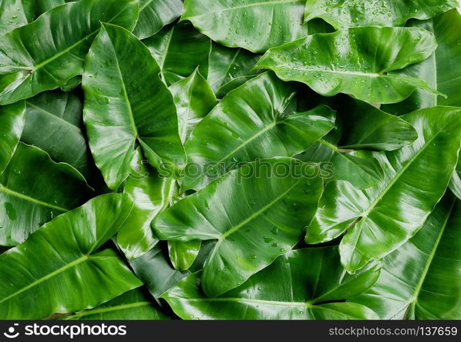 Tropical green leaves background. Nature concept.. Tropical green leaves background.