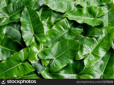 Tropical green leaves background. Nature concept.. Tropical green leaves background.