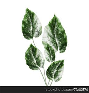 Tropical green leaves bunch, isolated on white background. Exotic plant leaves.