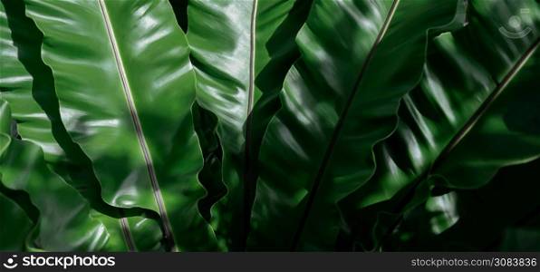 tropical green leaves, leaf texture background