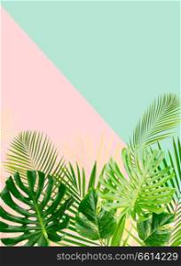 Tropical green leaves on blue and pink background with copy space. Tropical green leaves