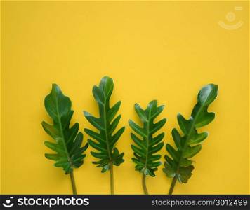 Tropical green leaves on vibrant yellow background with copy space. Nature concept