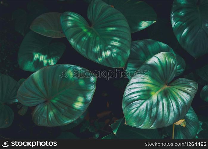 Tropical green leaves textured and background, Nature concept