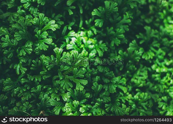 Tropical green leaves textured and background, Nature concept