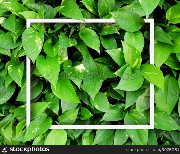 Tropical green leaves with square frame. Nature background.