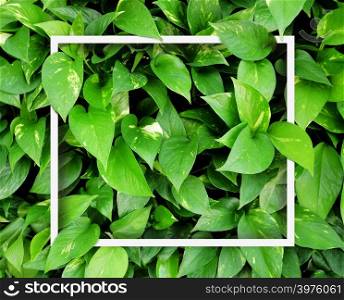 Tropical green leaves with square frame. Nature background.