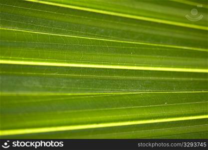 Tropical green palm leaf closeup