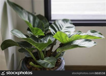 Tropical green plant pot interior, stock photo