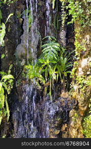 tropical greenhouses park Anduze bamboo where almost all species are represented and promoted in an Asian garden