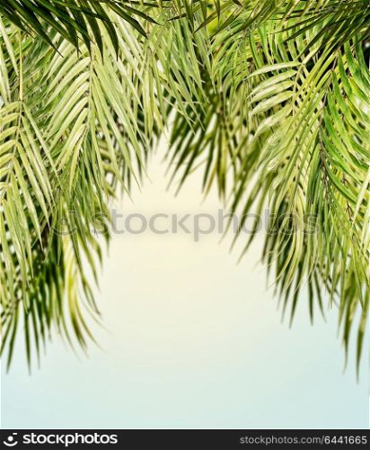 Tropical hanging coconut palm leaves at sunny sky background, summer background with copy space for design