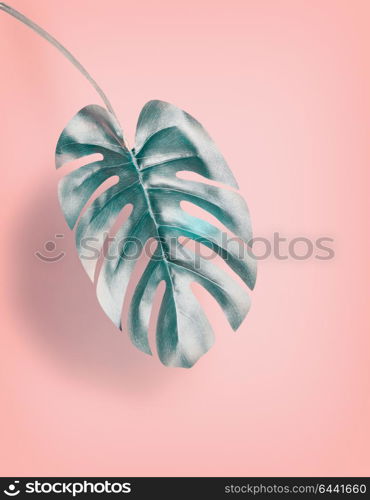 Tropical hanging Monstera leaf at pastel pink background, summer background with copy space for design