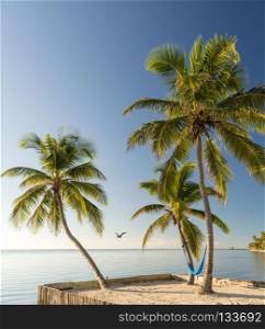 Tropical Island Beach With Hammock. Tropical island beach with hammock suspended on palmtrees with seagull flying by