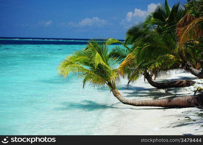 tropical island palm sea and sky