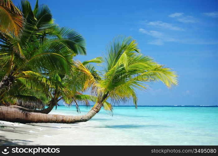 tropical island palm sea and sky