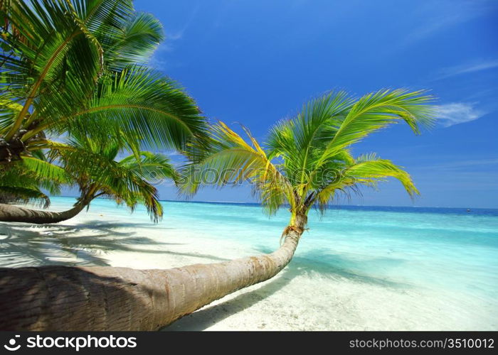 tropical island palm sea and sky