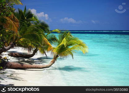 tropical island palm sea and sky