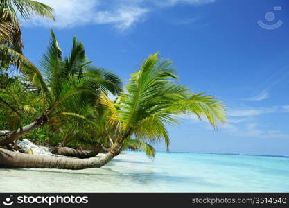 tropical island palm sea and sky