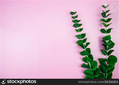 Tropical Jungle branches leaves Monstera on pink pastel color background. Flat lay, top view Concept welcome summer minimal. Flat lay of Botanical nature. Floral elements design,Green foliage. Tropical Jungle branches leaves Monstera on pink pastel color ba