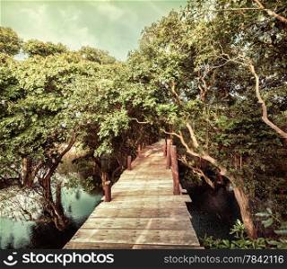 Tropical jungle landscape with wooden bridge at flooded rain forest of mangrove trees near Kampong Phluk village. Cambodia. Image in vintage style