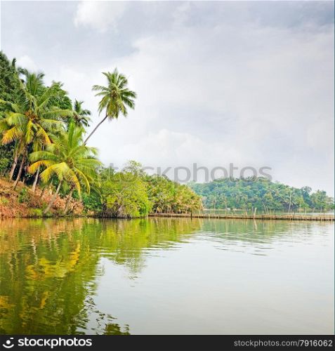 Tropical jungle on the lake