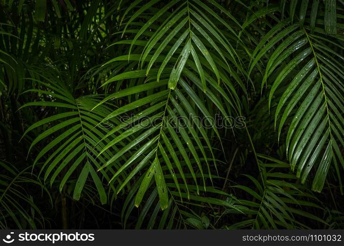 Tropical jungle, Tropical rainforest with different trees.