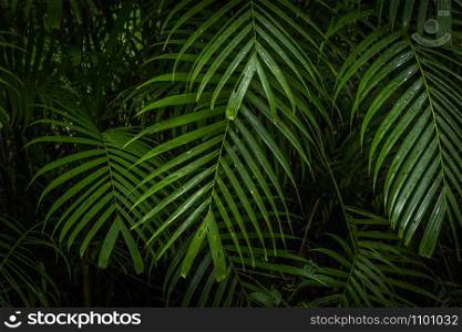 Tropical jungle, Tropical rainforest with different trees.