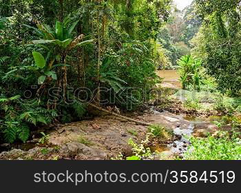 tropical jungles of South East Asia