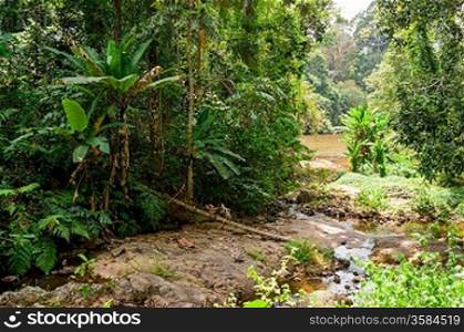 tropical jungles of South East Asia