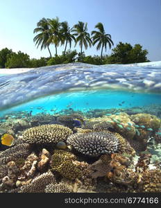 Tropical Lagoon in South Ari Atoll in The Maldives in the Indian Ocean.