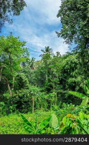 Tropical landscape in Phuket Thailand